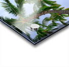 Hawaii Palms Sky Acrylic print