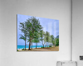 Hawaii Trees 3  Acrylic Print