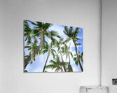 Hawaii Palms Sky  Acrylic Print