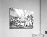Hawaii Palms BW  Acrylic Print