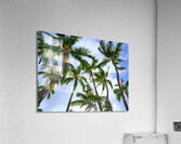 Hawaii Palms Sky  Acrylic Print