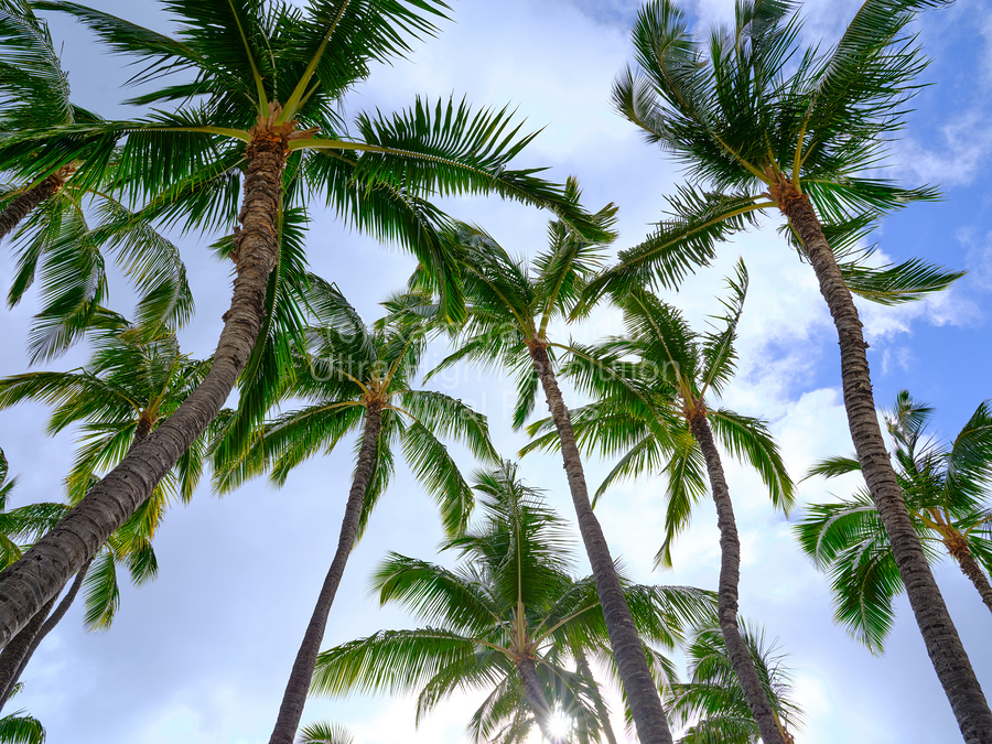 Hawaii Palms Sky  Print