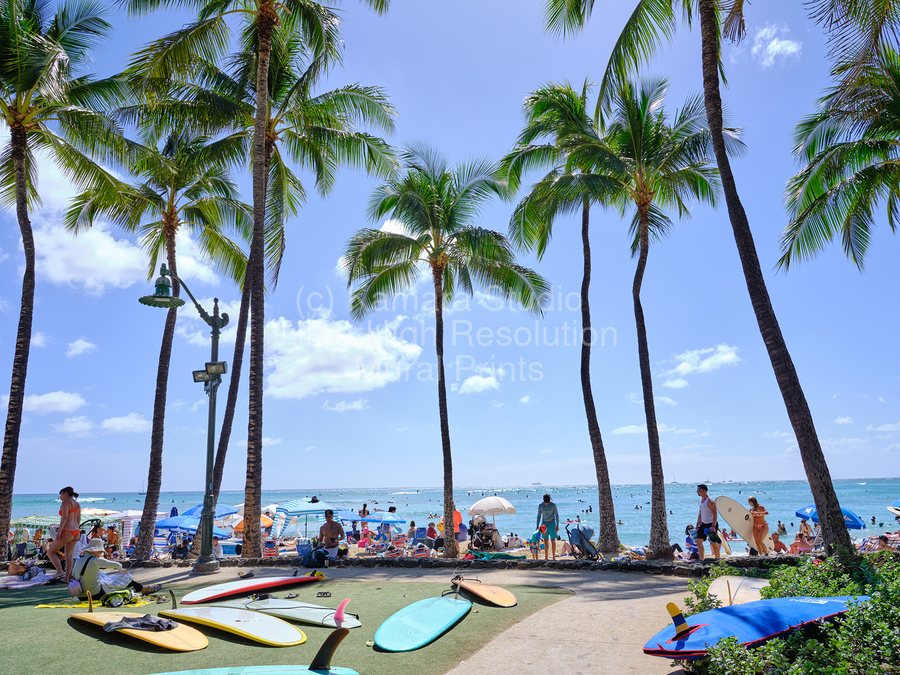 Hawaii Palms Surfboards  Print