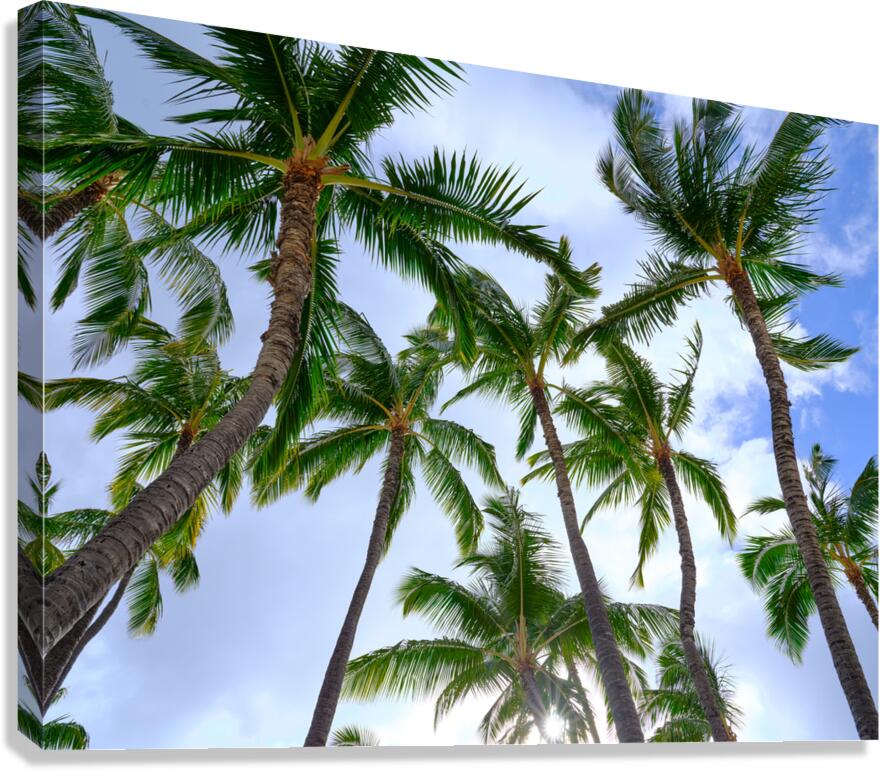 Hawaii Palms Sky  Canvas Print