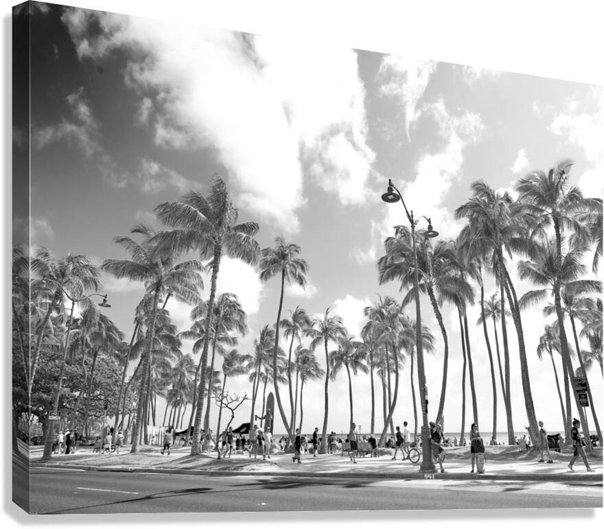 Hawaii Palms BW  Canvas Print