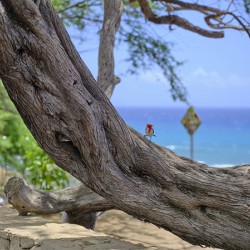 Hawaii Cardinal V