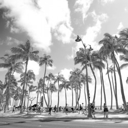Hawaii Palms BW