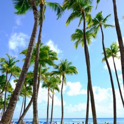 Hawaii Palms Beach 2