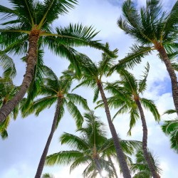 Hawaii Palms Sky