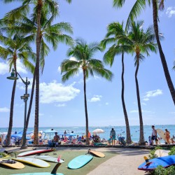 Hawaii Palms Surfboards