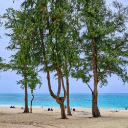 Hawaii Trees 2