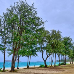 Hawaii Trees 3