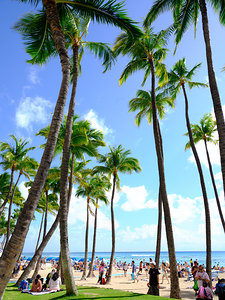 Hawaii Palms Beach 2