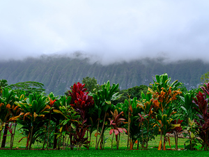 Hawaii Fog