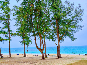 Hawaii Trees