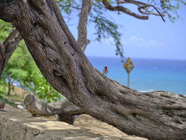 Hawaii Cardinal II Print