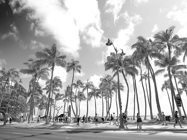 Hawaii Palms BW Print
