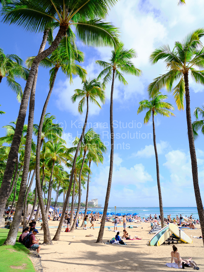 Hawaii Palms Beach  Imprimer