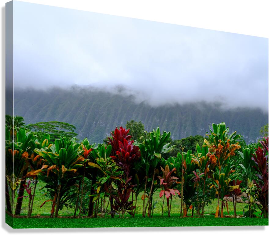 Hawaii Fog  Impression sur toile
