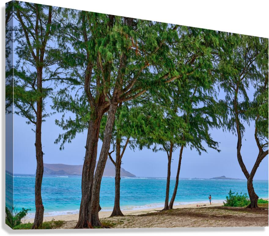 Hawaii Trees 4  Impression sur toile