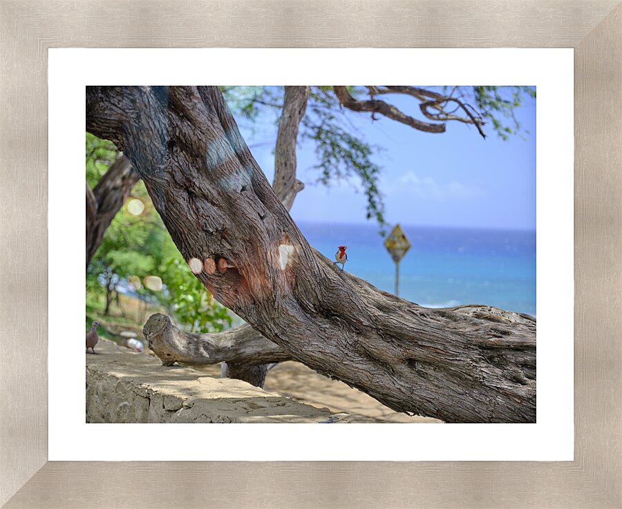 Hawaii Cardinal II Picture Frame print